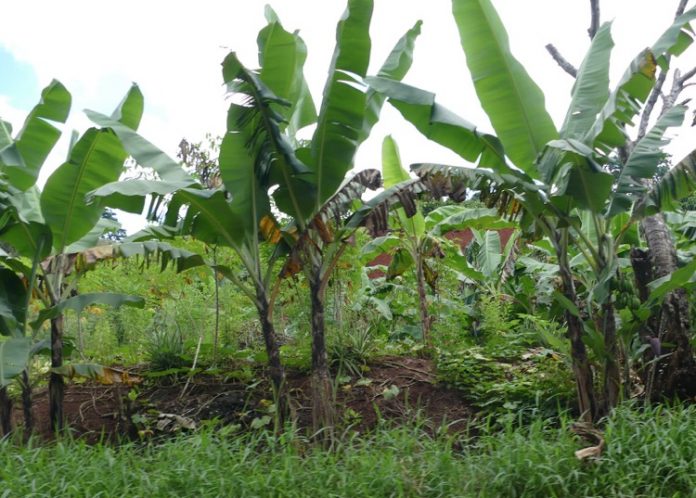 Agriculture, DOM, Alain Plaisir,Terre-net, Cirad, Mayotte